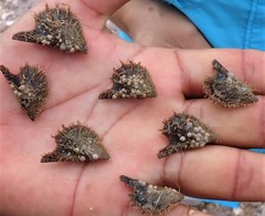 Pteria sterna
