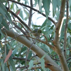 Zosterops lateralis pinarochrous