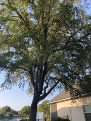 Image of Quercus marilandica