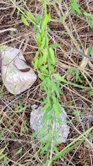 Metastelma barbigerum