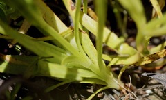 Plagiobothrys chorisianus chorisianus