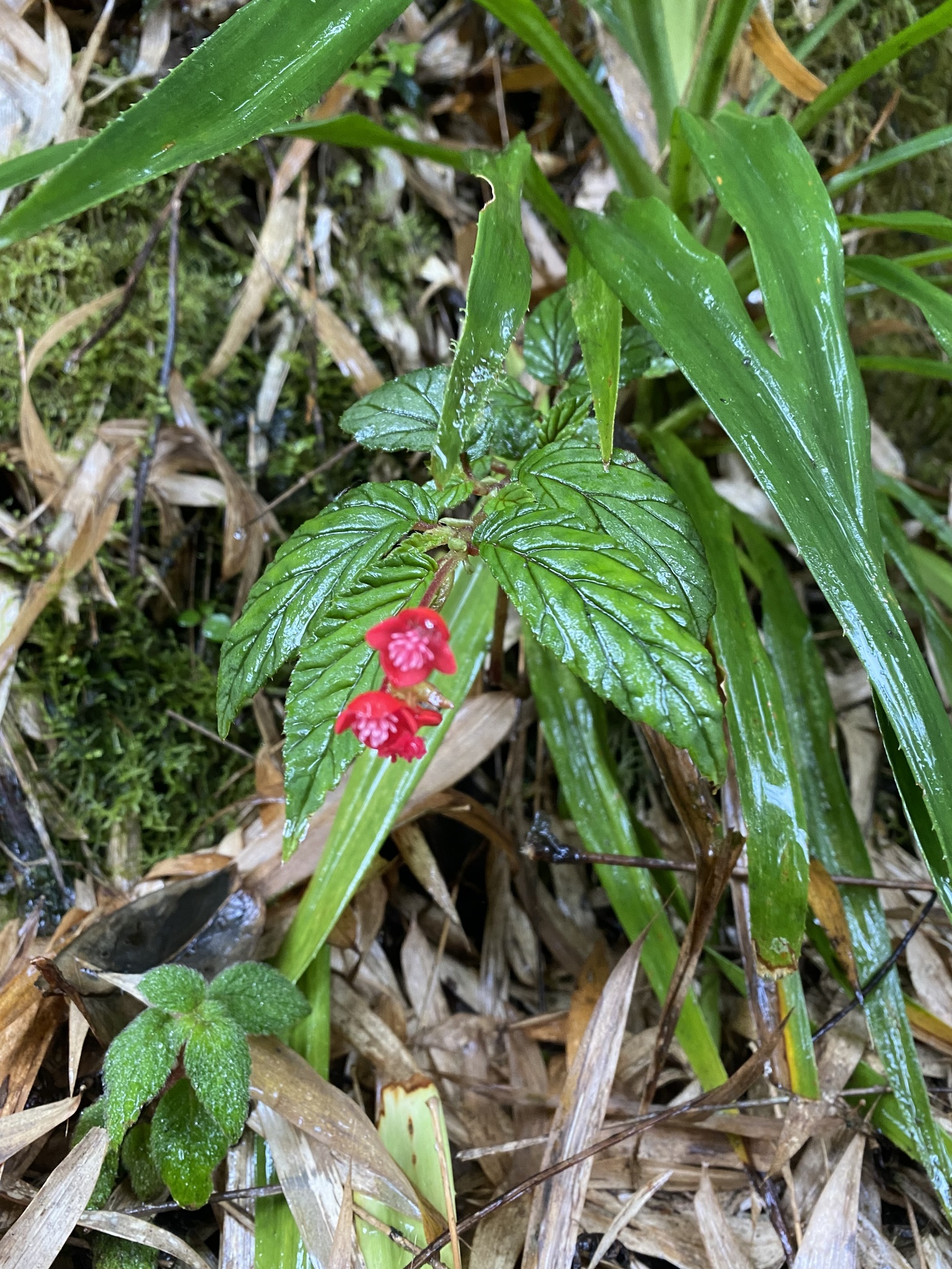 Begoniaceae image