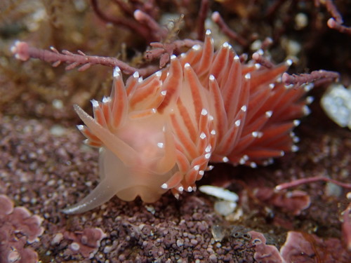 Red-fingered Coryphella