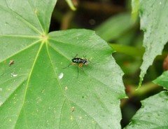 Therates fruhstorferi