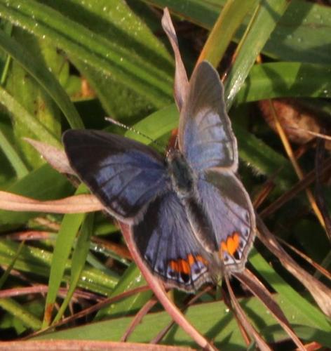 Cupidopsis cissus