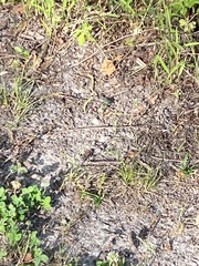 Erythemis simplicicollis