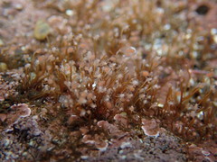Sarsia