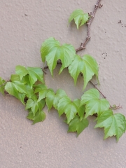 Parthenocissus tricuspidata