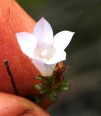 Roella squarrosa