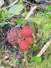 Corynaea