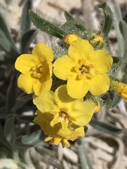 Oreocarya confertiflora