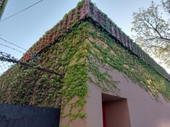 Parthenocissus tricuspidata