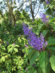 Plectranthus ecklonii