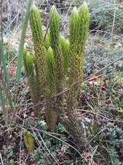 Phlegmariurus stephani