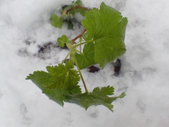 Ribes viscosissimum