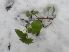 Ribes viscosissimum