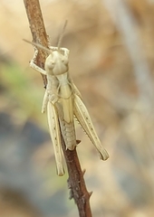 Chorthippus brunneus