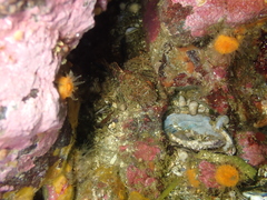 Hemilepidotus hemilepidotus