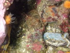 Hemilepidotus hemilepidotus