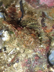 Hemilepidotus hemilepidotus