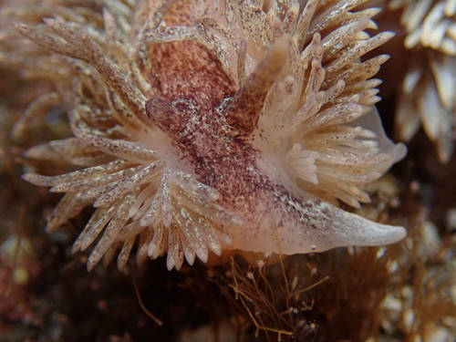 Shag-rug Nudibranch