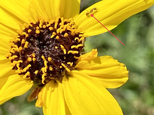 iNaturalist observation photo of Argentine Ant