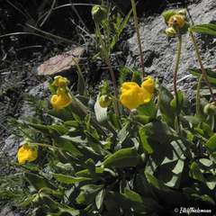 Calceolaria polyrhiza