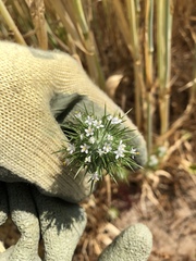 Navarretia intertexta