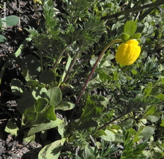 Calceolaria polyrhiza