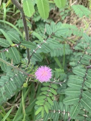 Mimosa asperata