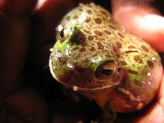 Hyla gratiosa