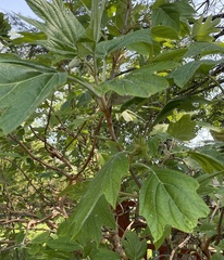 Hydrangea quercifolia