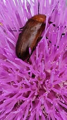Nemognatha piazata
