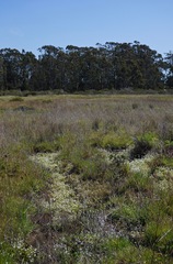 Plagiobothrys chorisianus chorisianus