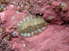 Boreochiton ruber