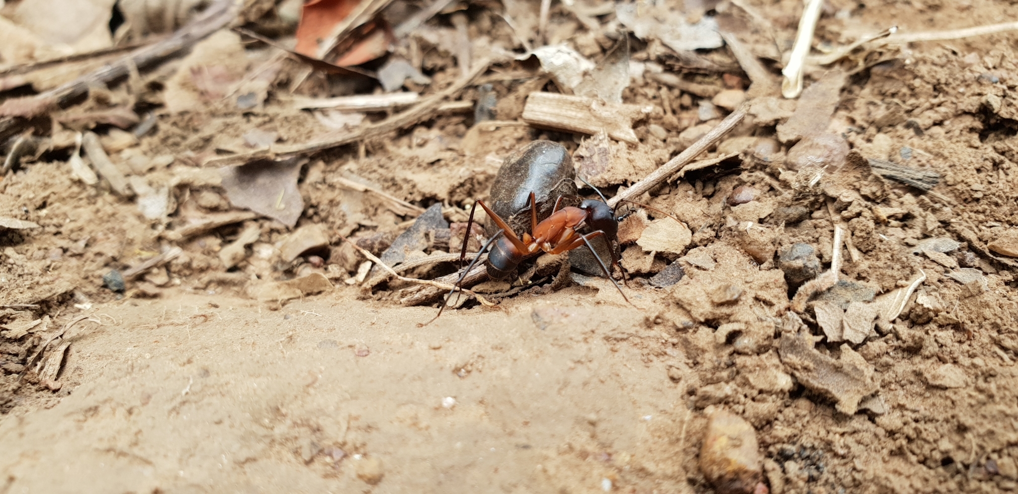 Camponotus ashokai