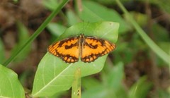 Byblia anvatara acheloia