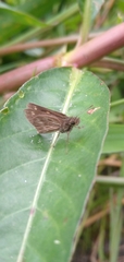 Hesperiinae