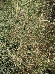 Cynodon dactylon dactylon