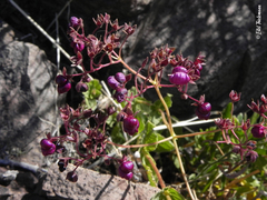 Calceolaria purpurea
