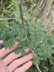 Mimosa asperata