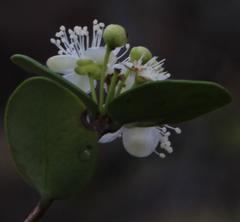 Eugenia capensis capensis