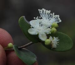 Eugenia capensis capensis