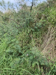 Mimosa asperata