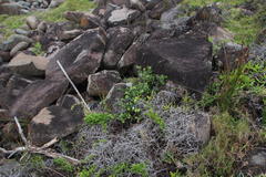 Eugenia capensis capensis