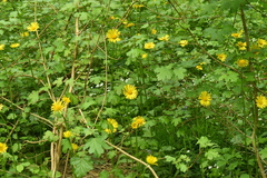 Doronicum plantagineum