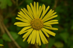 Doronicum plantagineum