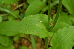 Doronicum plantagineum