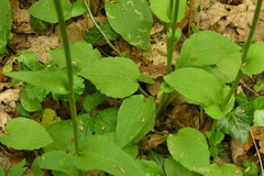 Doronicum plantagineum