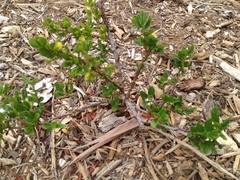 Ceanothus thyrsiflorus griseus